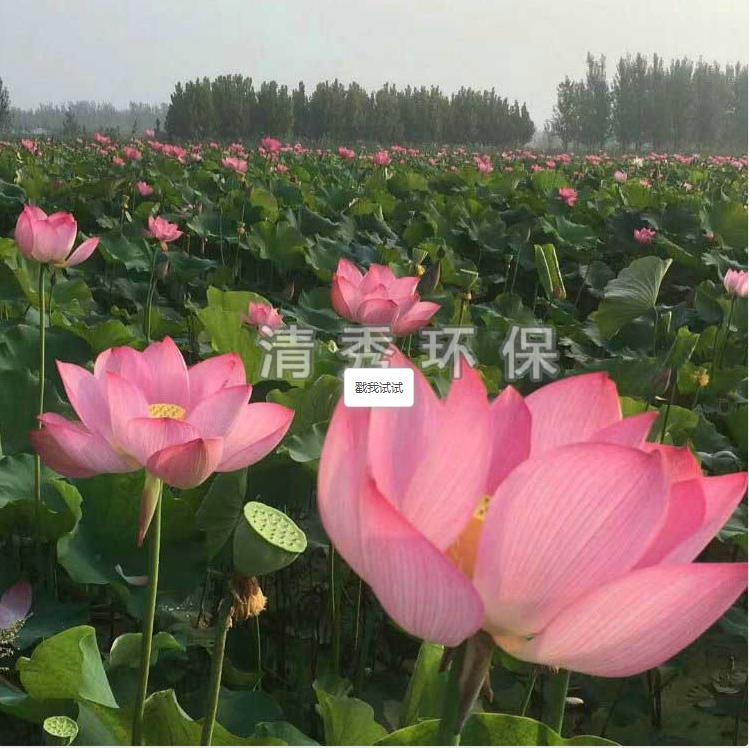 荷花苗種植各方面的要求有哪些？